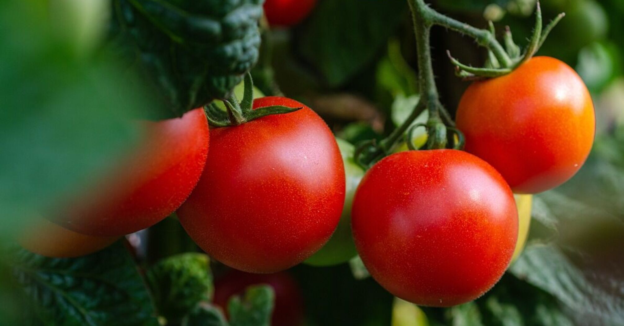 Виростуть справжні гіганти: чим досвідчені городники підживлюють ґрунт при посіві помідорів