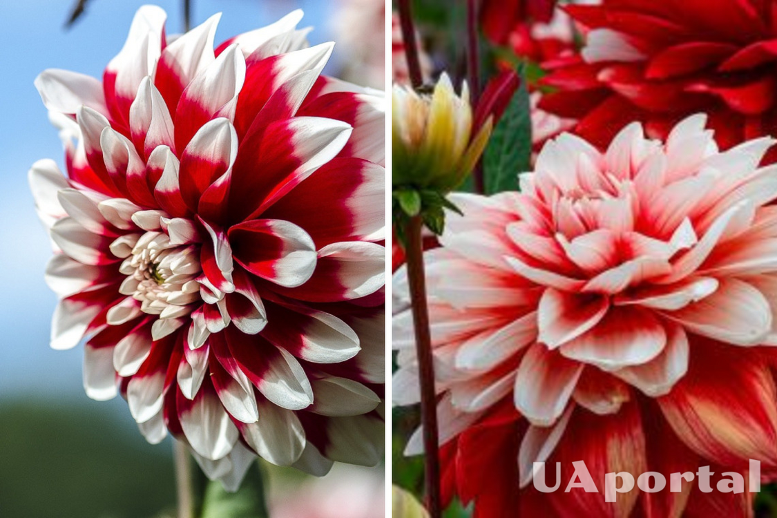What to fertilize dahlias with to make them bloom earlier