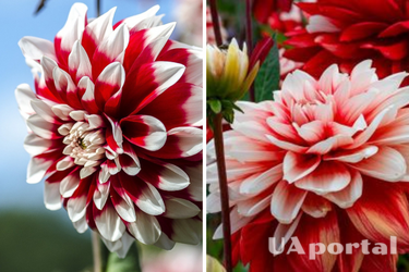 What to fertilize dahlias with to make them bloom earlier