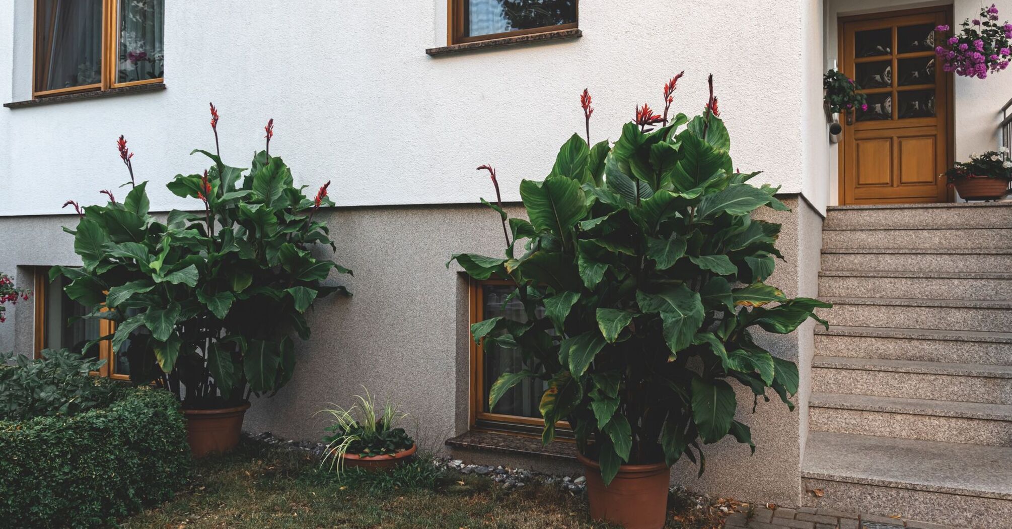 Як знищити бур'яни та мох на подвір'ї: геніальний метод