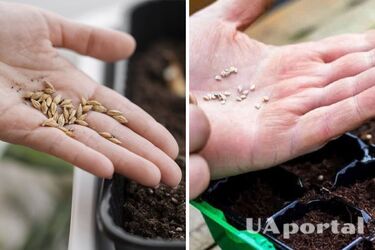 Як правильно замочувати насіння огірків та помідорів перед посадкою