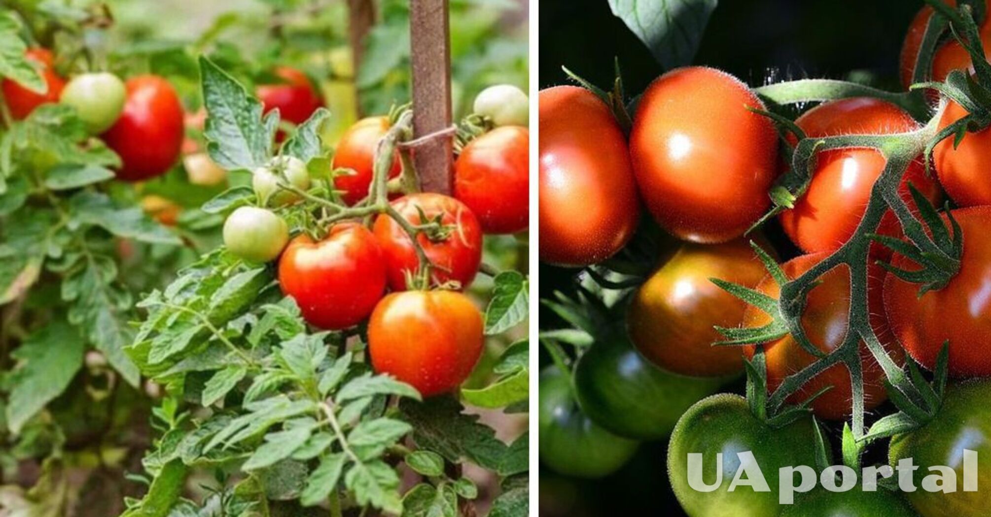 Урожай вас поразит: что добавить в почву перед посевом помидоров