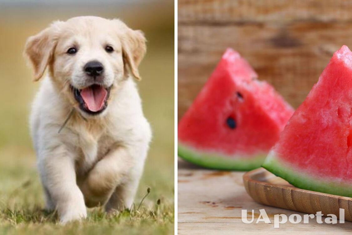 Causes bloating and abdominal pain: what fruits should never be given to dogs