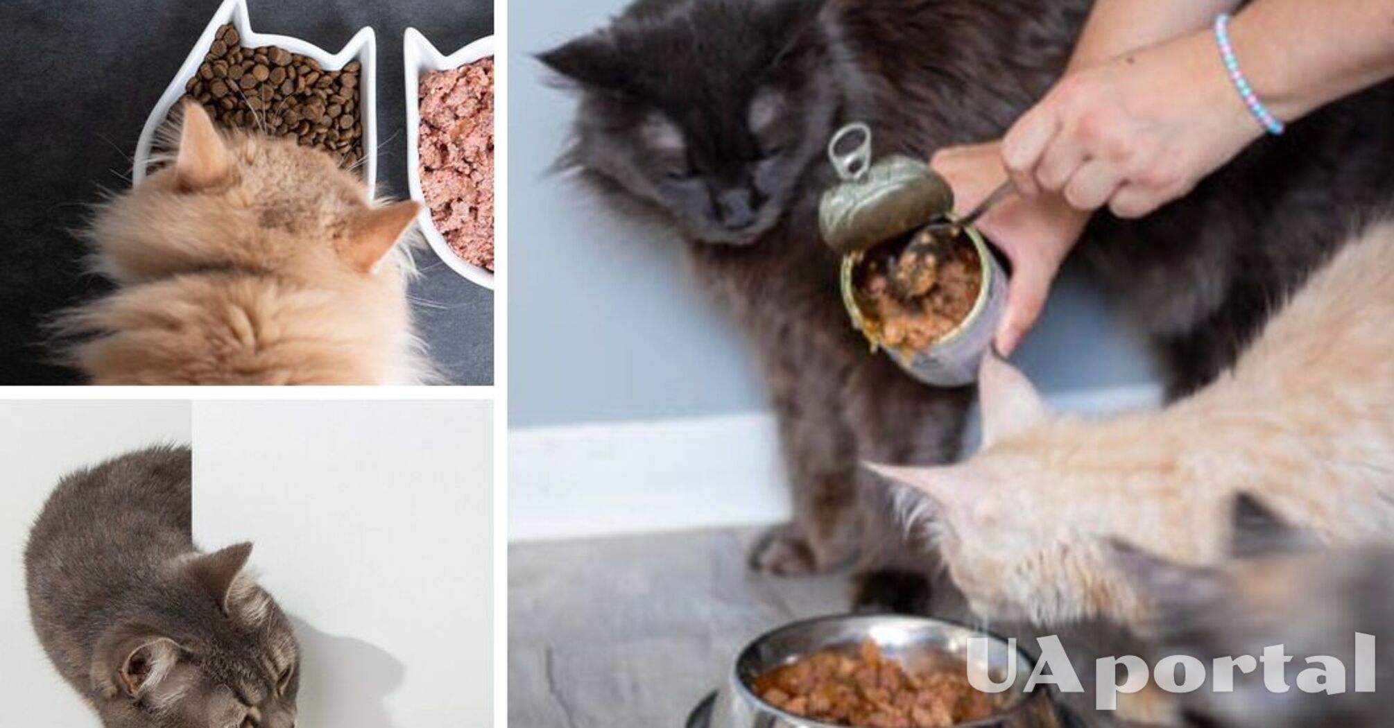 Do cats need dry food and what is its daily intake: what do veterinarians say?