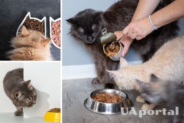 Do cats need dry food and what is its daily intake: what do veterinarians say?