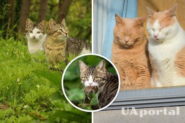 Кошки каких пород лучшие убийцы мышей: список