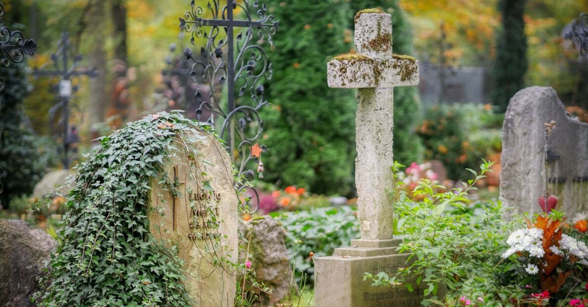Какие цветы подойдут лучше: правила выбора растений для посадки на кладбище