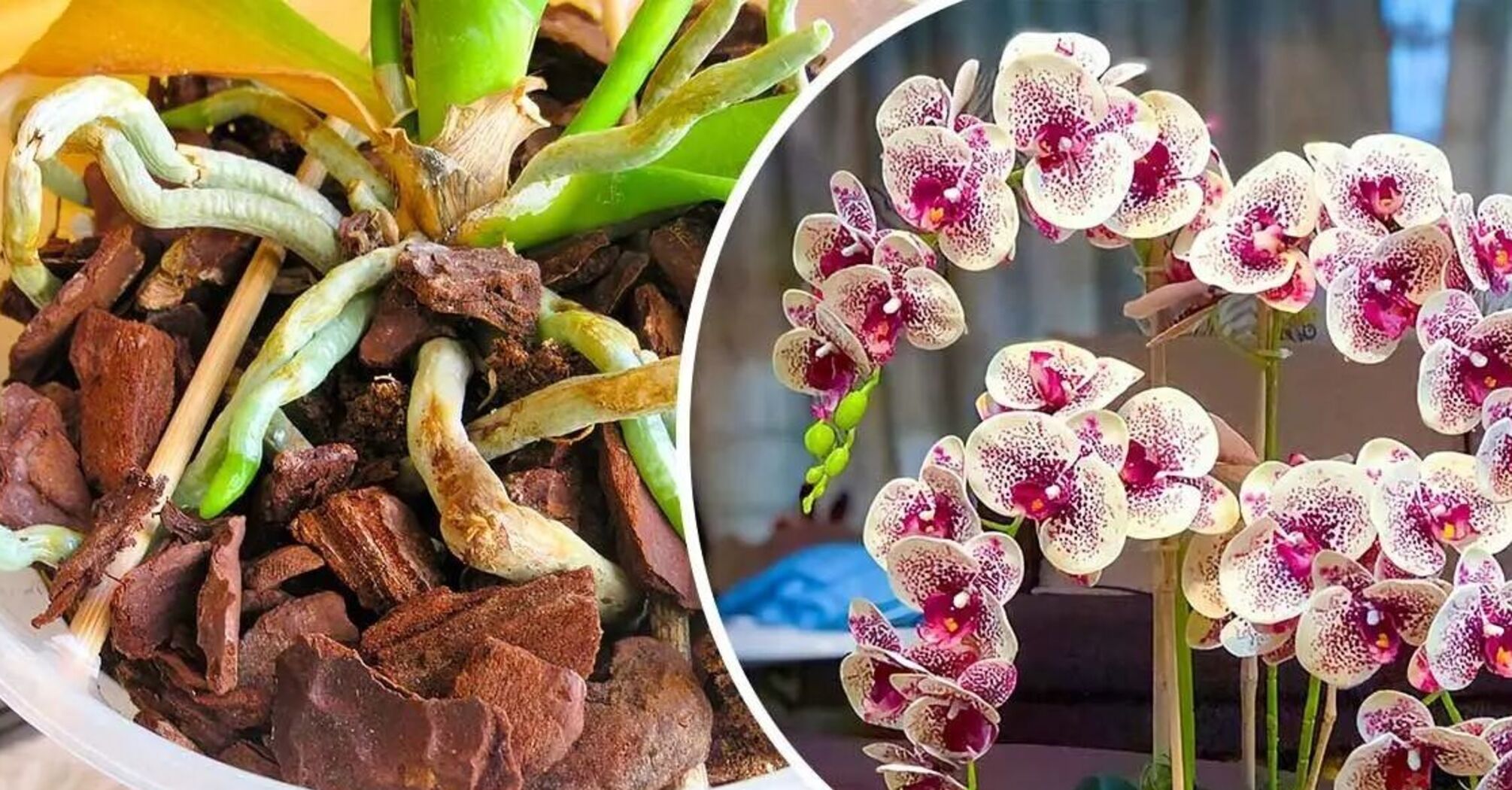 'Магический трюк', чтобы оживить сухую орхидею, цветы которой увяли