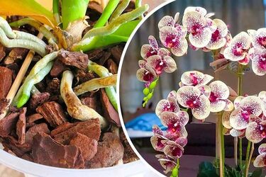 'Magiczna sztuczka' ożywiająca suchą orchideę, której kwiaty zwiędły