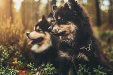 Науковці радять людям заводити собак: 'мають ще більше користі, ніж вважалося раніше'