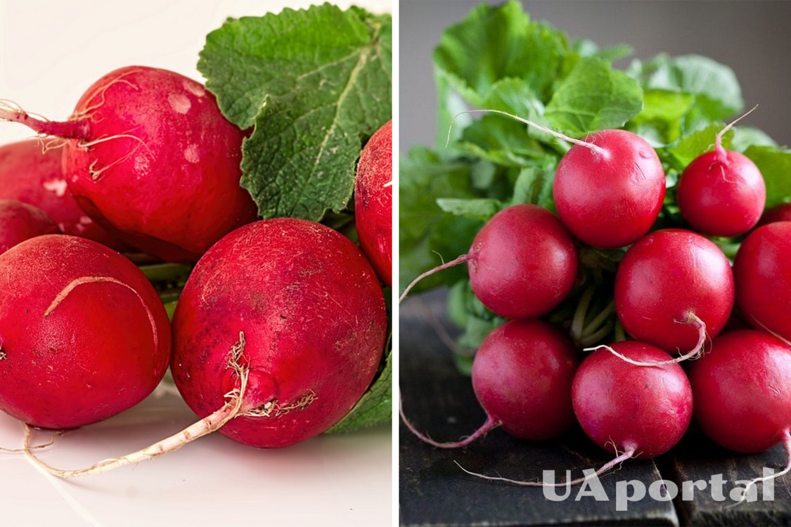 How to grow large radishes: effective life hacks from gardeners