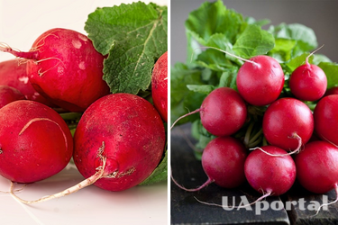 How to grow large radishes: effective life hacks from gardeners