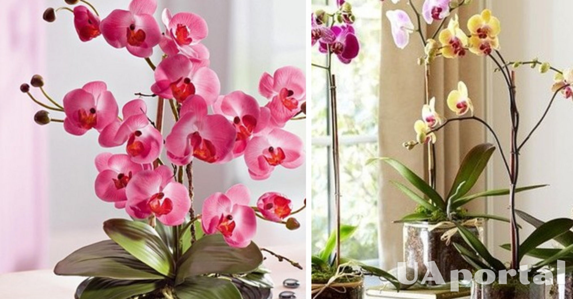 Як правильно поливати орхідею після пересаджування: садівники дали пораду 