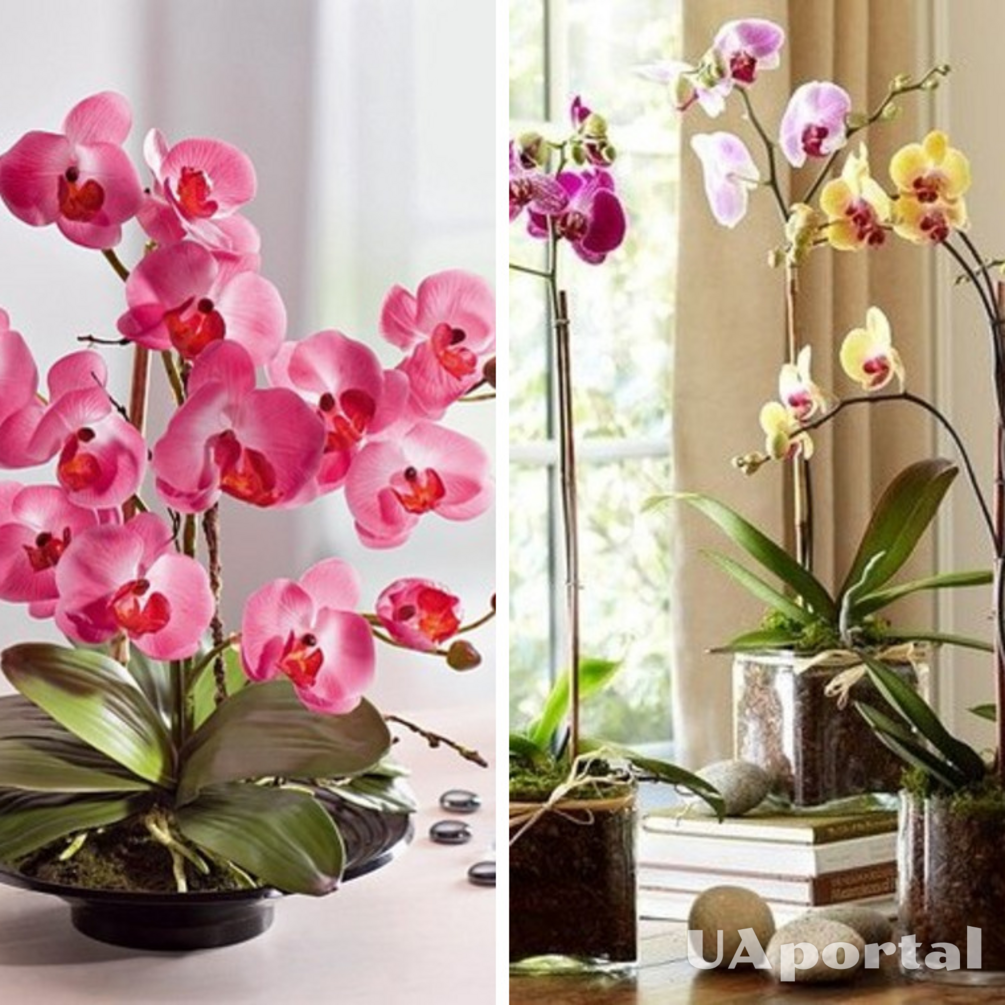 How to water orchids after repotting properly