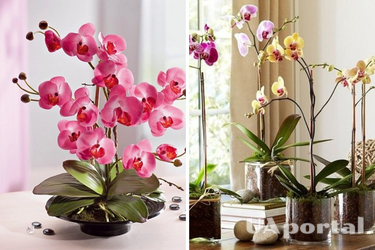 How to water orchids after repotting properly