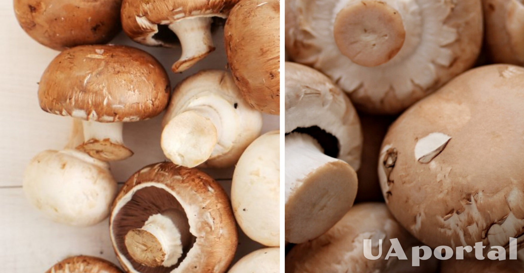 Як правильно зберігати гриби, щоб були свіжими довше: поради господинь