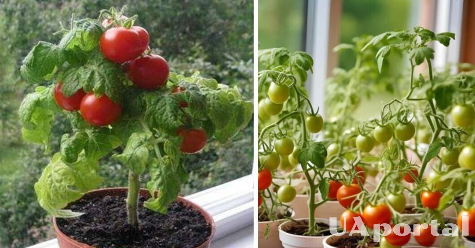Як виростити помідори будинку на підвіконні або балконі.