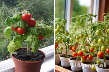 How to grow tomatoes at home on a windowsill or balcony.