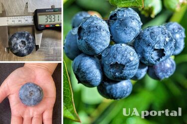 Австралійські фермери виростили найбільшу лохину у світі