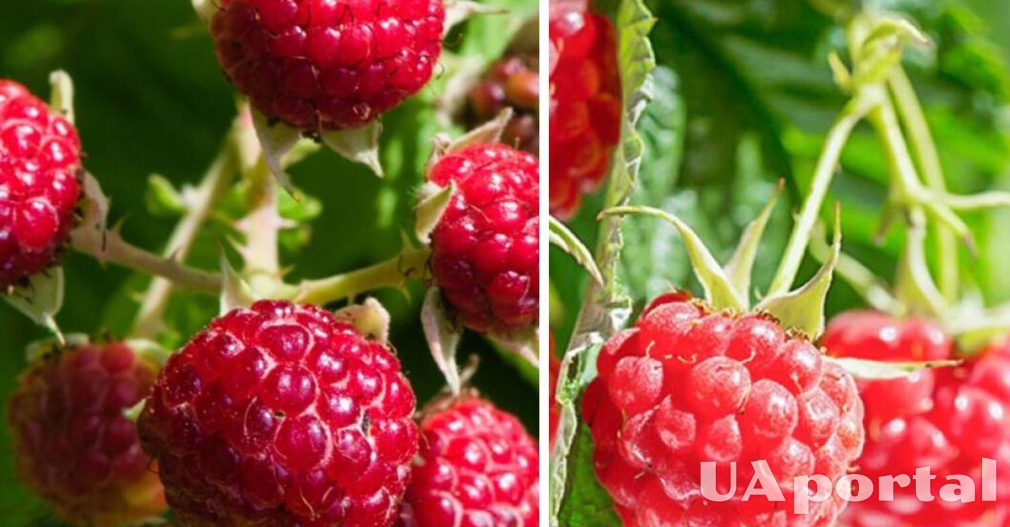 What to fertilize raspberries at the end of March with to get a rich harvest