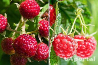 How to fertilize raspberry bushes in spring