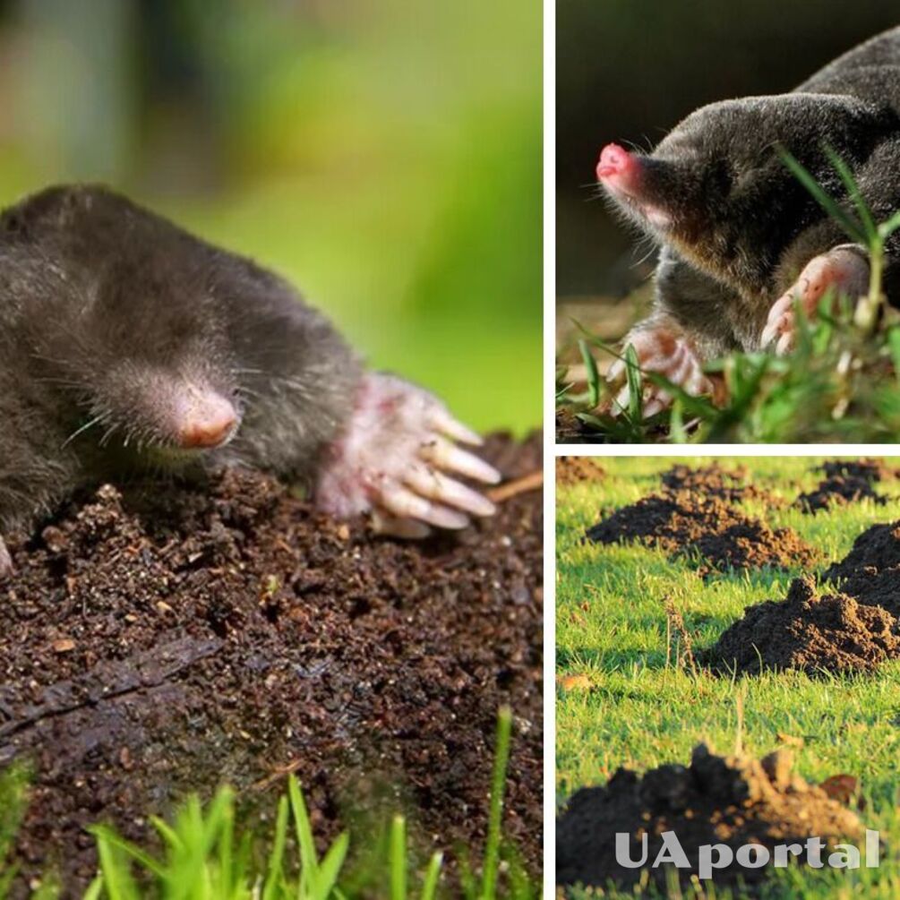 Moles won't touch your lawn anymore: deadly and humane ways to control pests