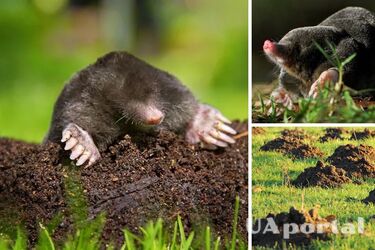 Moles won't touch your lawn anymore: deadly and humane ways to control pests
