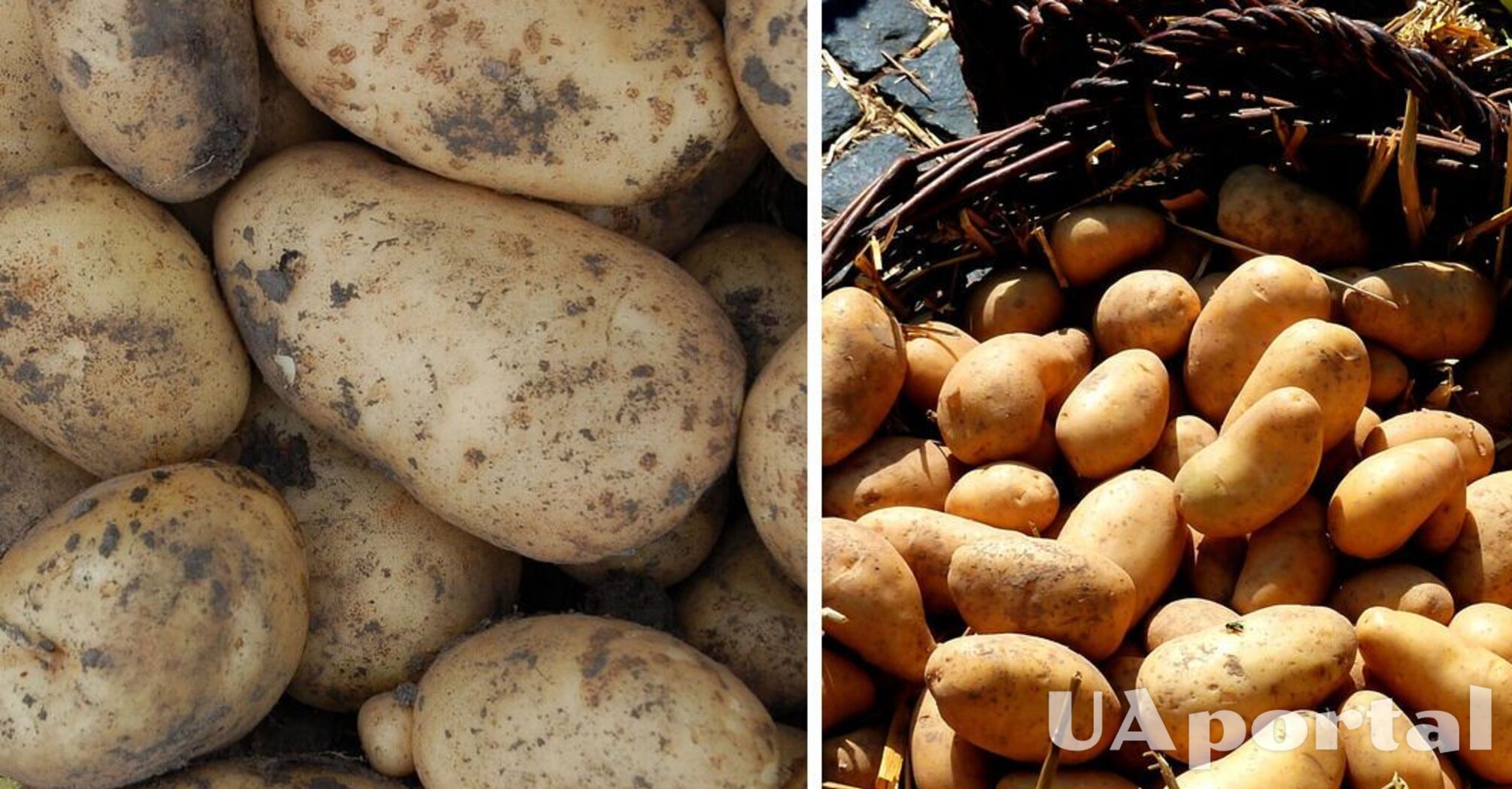 Фахівці пояснили, як правильно зберігати картоплю, щоб довго лишалася свіжою