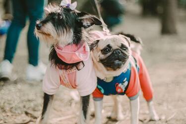 Умные подходы к прогулкам с собакой