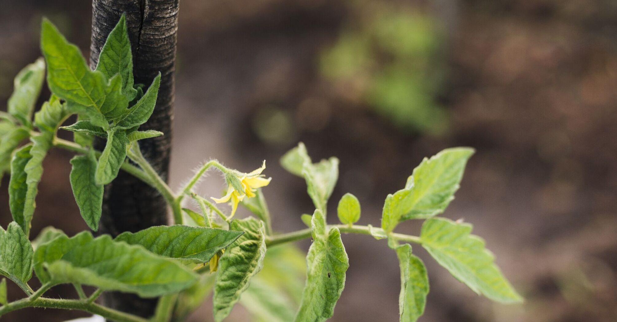 Як правильно саджати помідори та удобрювати ґрунт: дієві поради