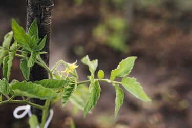 Як правильно саджати помідори та удобрювати ґрунт: дієві поради