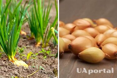 Prevents arrows and improves yield: what to soak onions in before planting