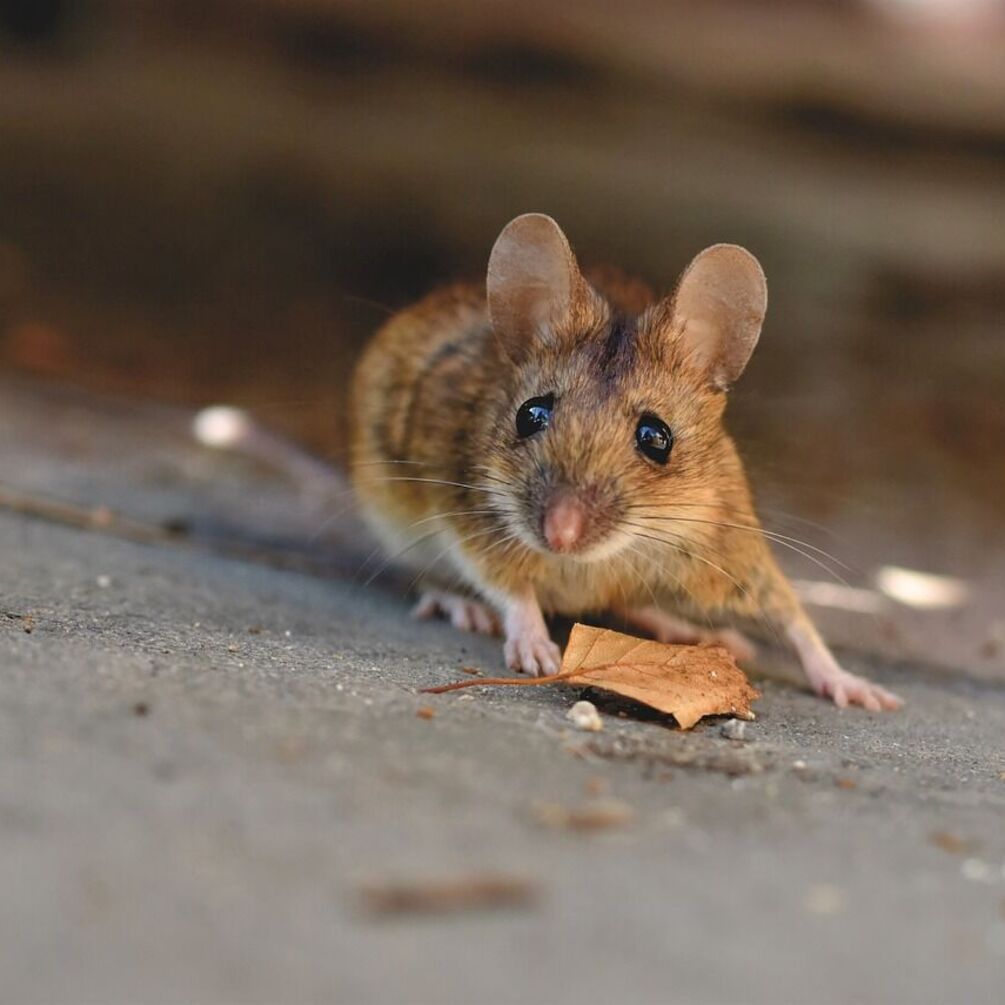 Виженете мишей назавжди: методи, які заставлять гризунів обходили ваш двір стороною