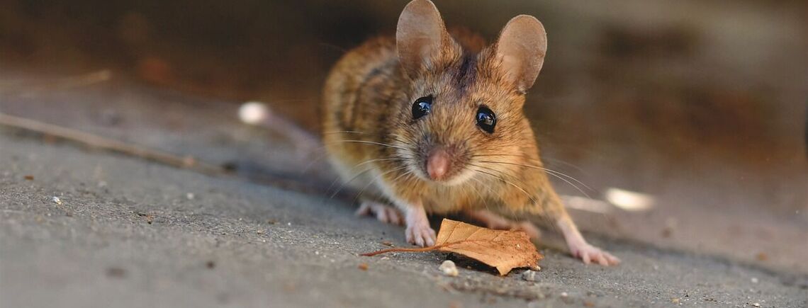 Выгоните мышей навсегда: методы, которые заставят грызунов обходить ваш двор стороной