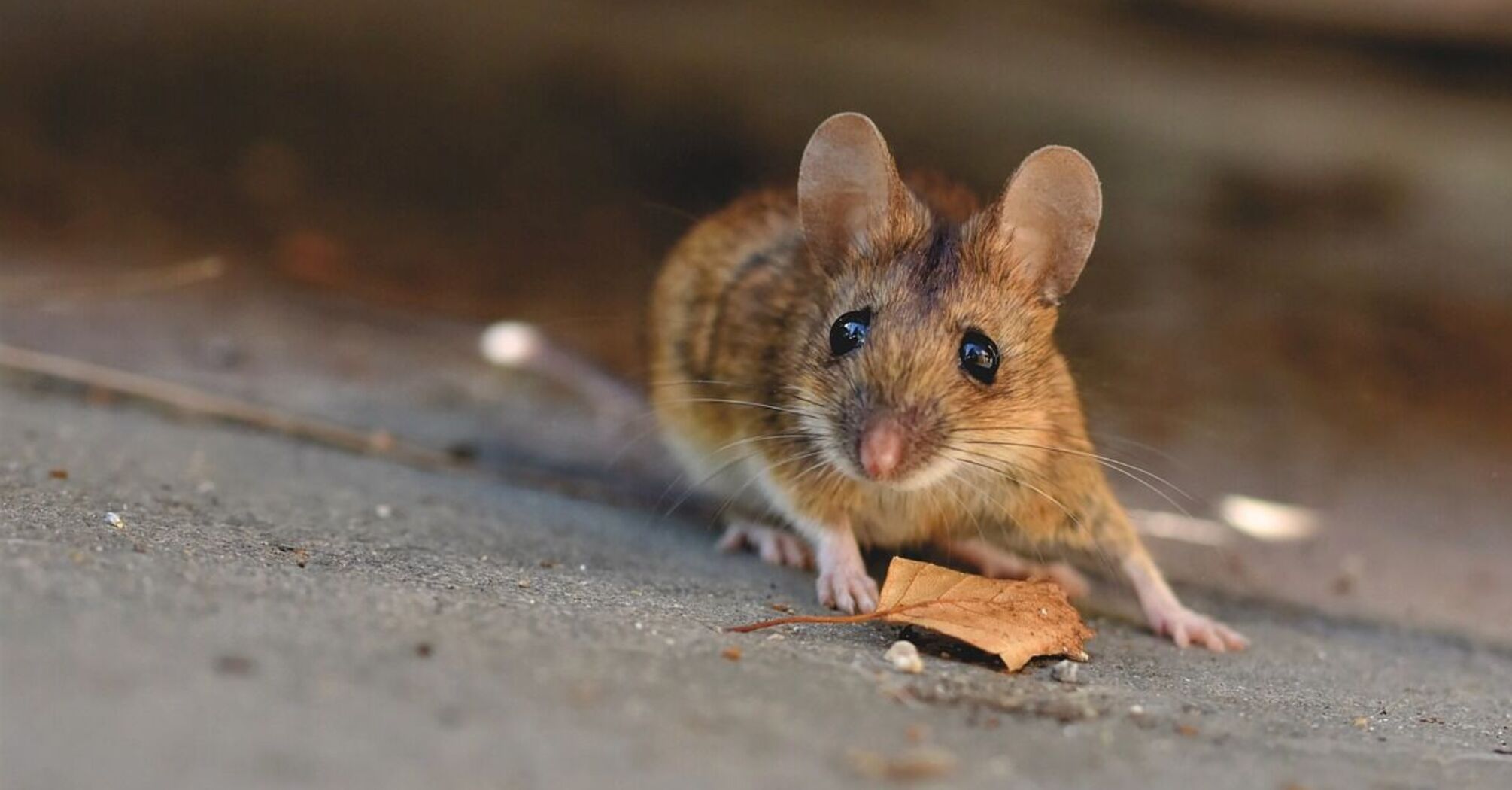 Banish mice for good: methods that will make rodents avoid your yard