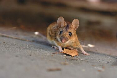 Banish mice for good: methods that will make rodents avoid your yard