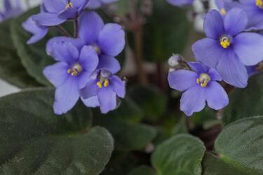 Радости и трудности в выращивании фиалок на дому