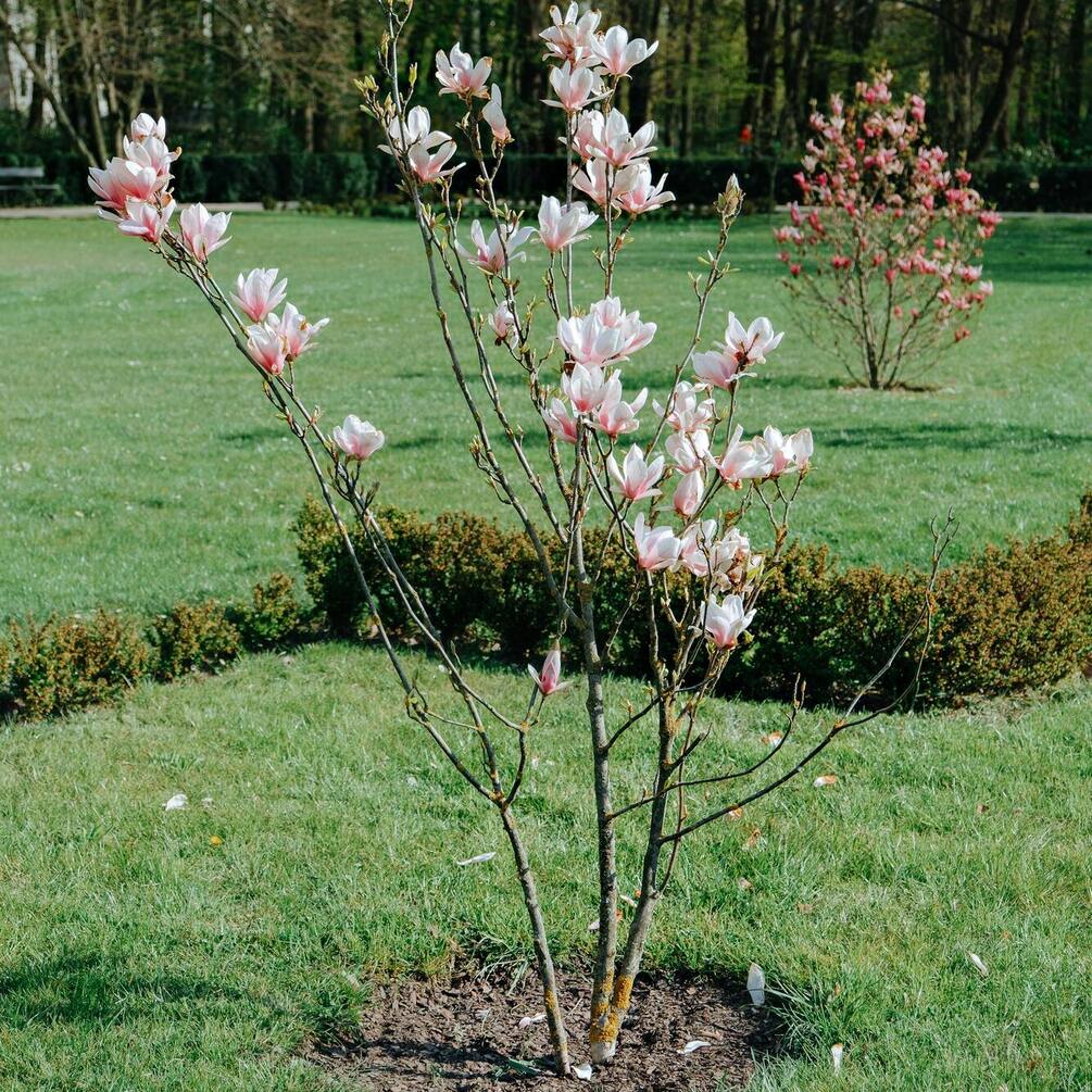 How to plant magnolias: important tips for successful growth