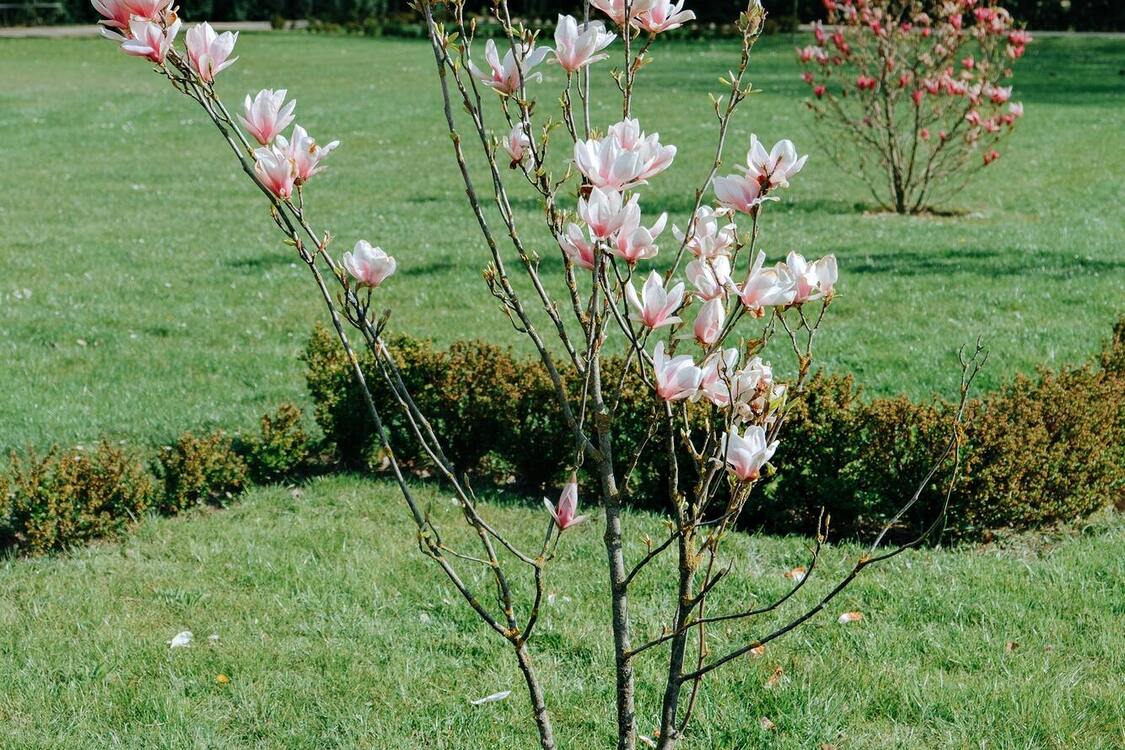How to plant magnolias: important tips for successful growth