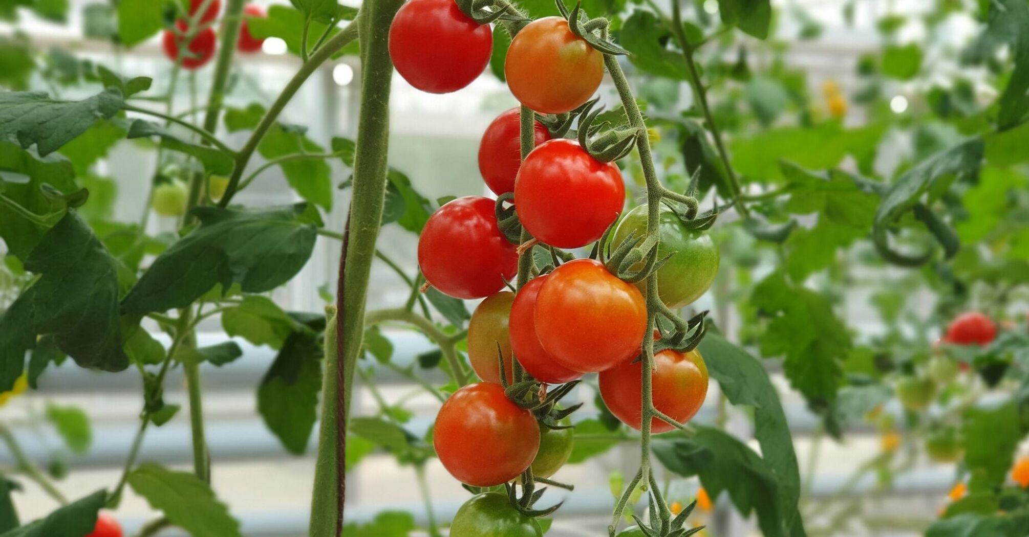 Как вырастить рассаду помидоров в пакетах: простой и эффективный метод