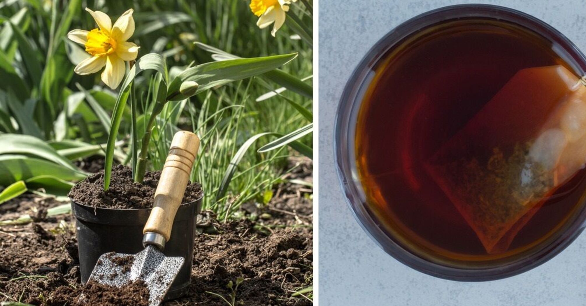 Як чайну заварку використати на городі: поради, які варто спробувати