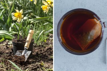 Как чайную заварку использовать на огороде: советы, которые следует попробовать