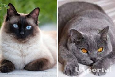 You won't be bored with them: top 5 most playful cat breeds