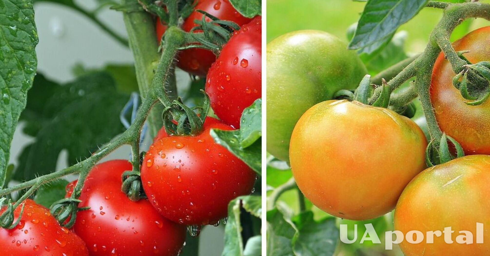 Эксперты назвали лучшие условия для роста помидоров: будут спелые и сочные