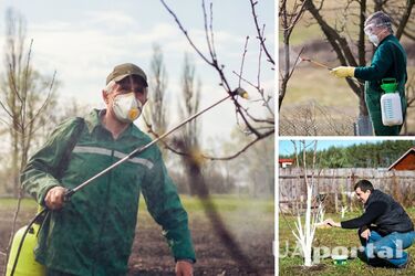Эксперты сказали, когда начинать опрыскивать деревья от вредителей