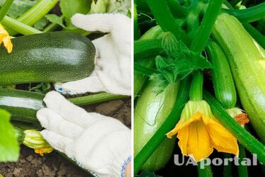 Кращі сорти кабачків для вирощування в Україні