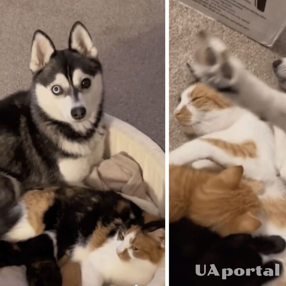 A dog in the United States 'stole' kittens from a cat and began to take care of them himself (funny video)