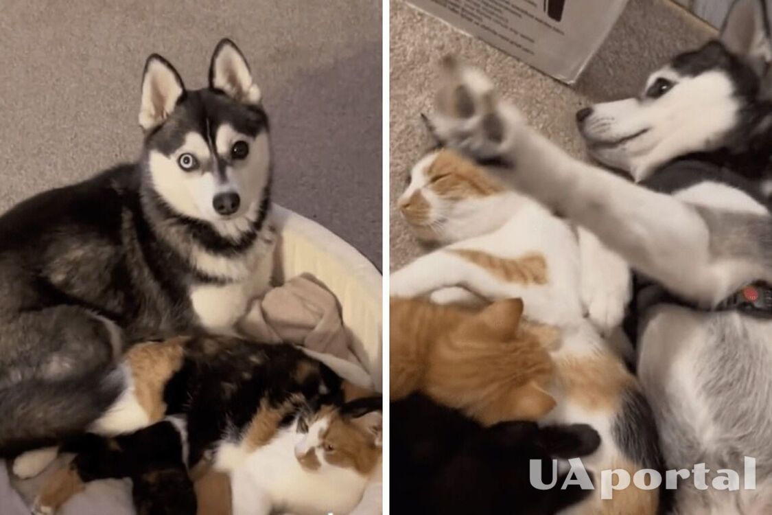 A dog in the United States 'stole' kittens from a cat and began to take care of them himself (funny video)