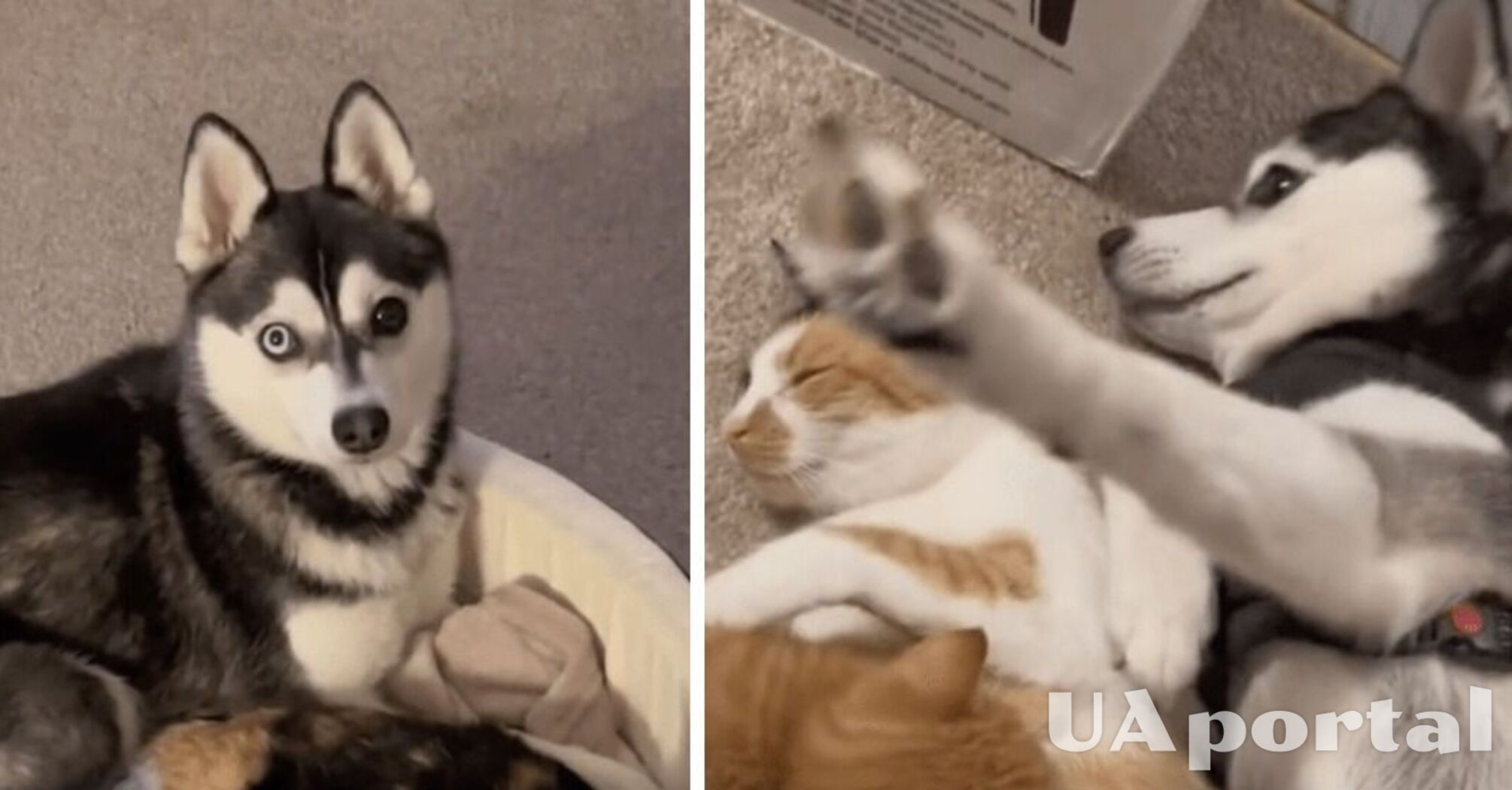 Собака в США 'похитила' котят у кошки и стала сама за ними ухаживать (забавное видео)