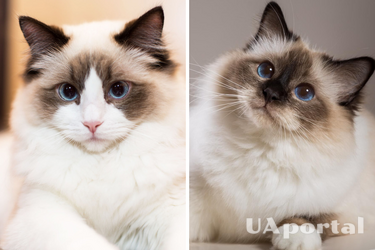 Great companions: 5 cat breeds that are best suited for an apartment